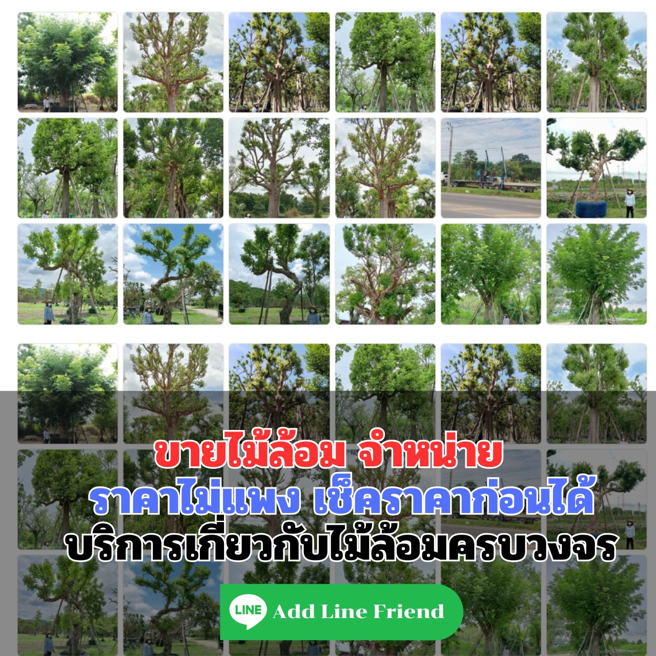 ไม้ล้อม ขายไม้ล้อม