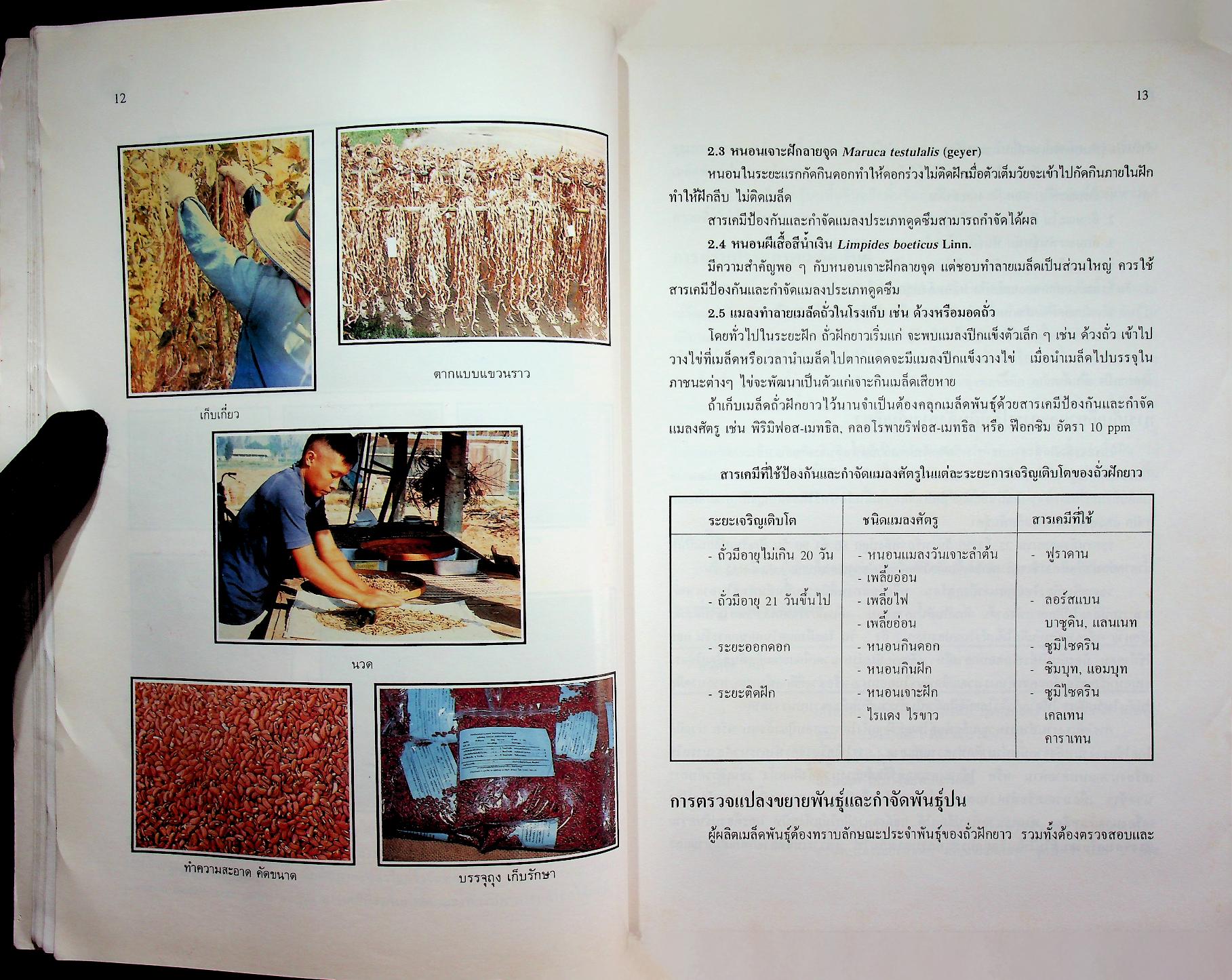 การผลิตเมล็ดพันธุ์ผัก