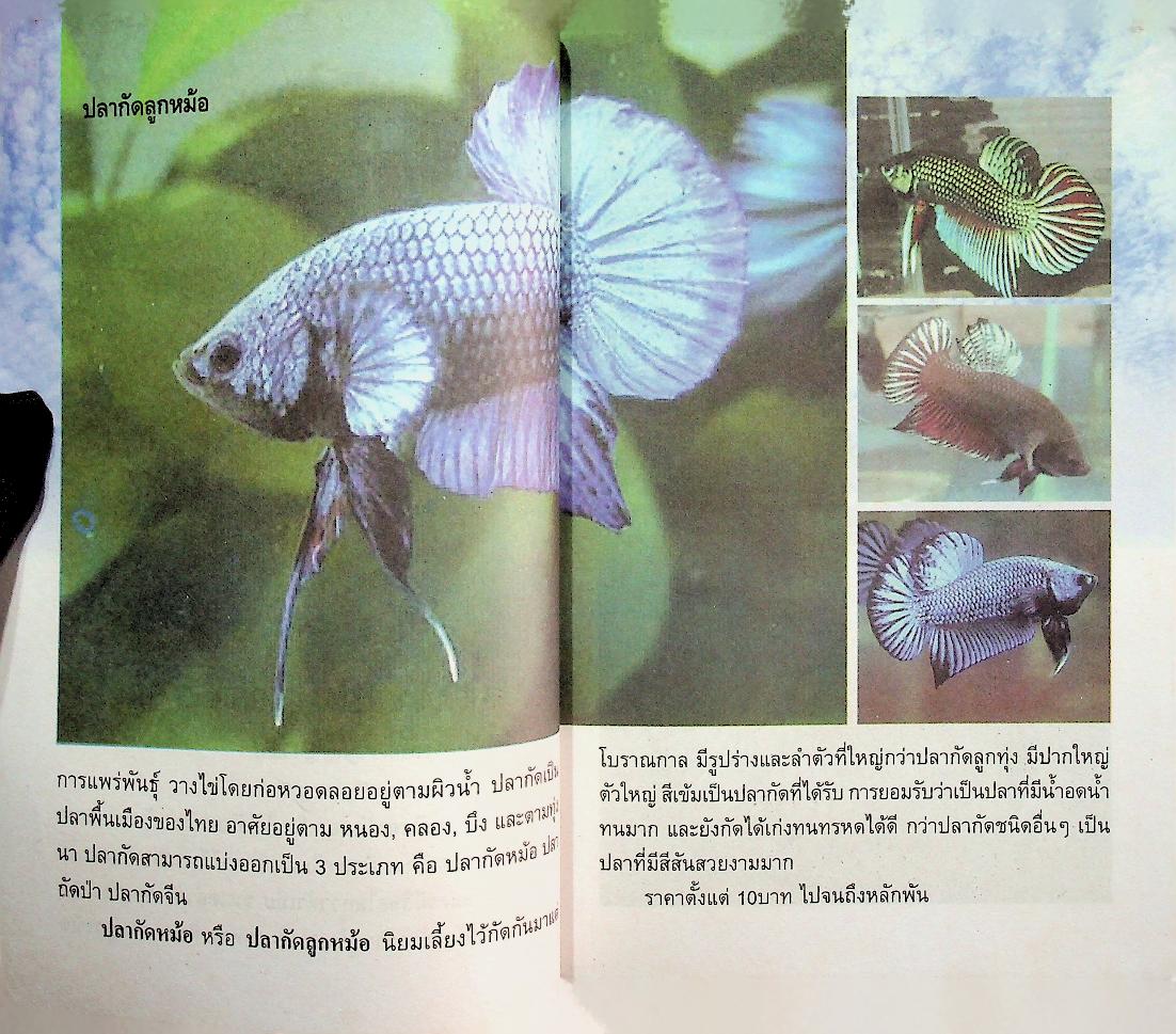 การเพาะเลี้ยงปลากัด