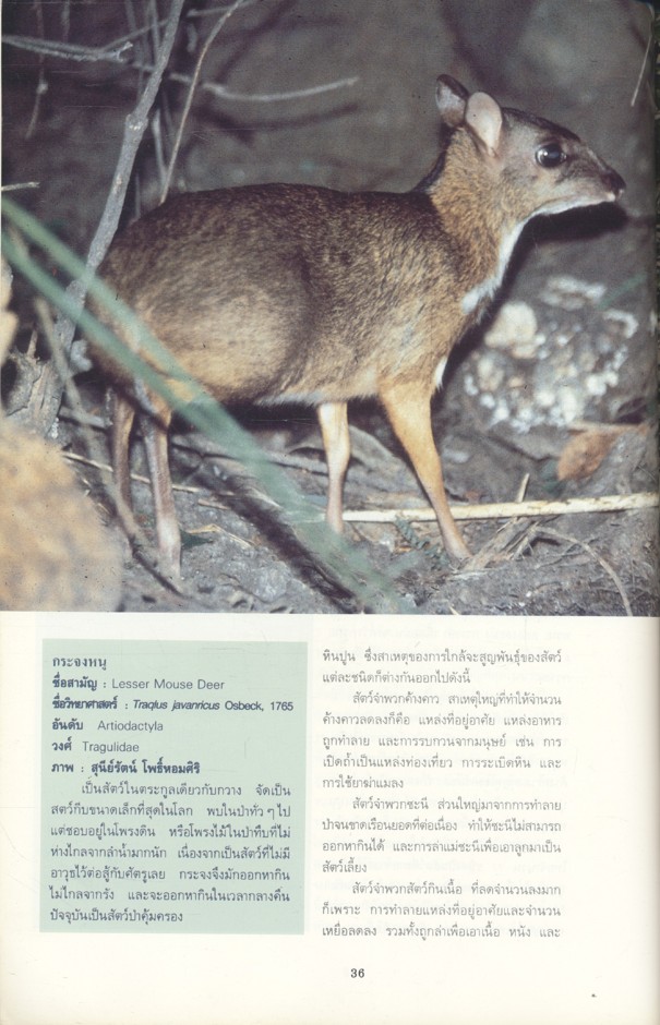 ก่อนจะเหลือไว้เพียงตำนานของสัตว์ป่า