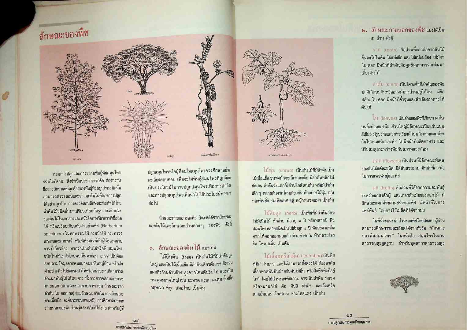 การปลูกและการดูแลพืชสนุนไพร