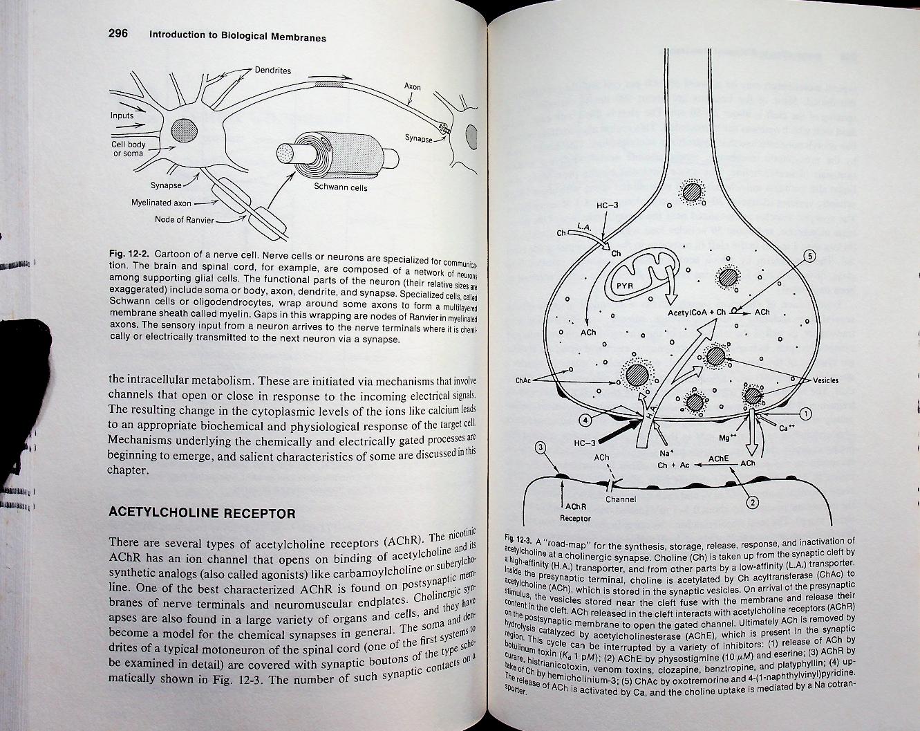INTRODUCTION TO BIOLOGICAL MEMBRANES