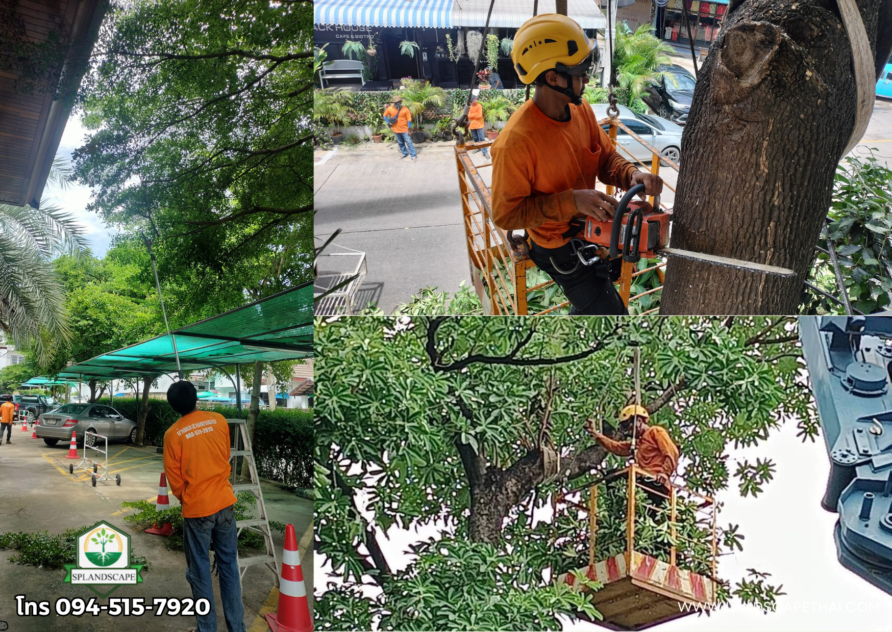 รับตัดต้นไม้ พร้อมขนทิ้ง ราคากันเอง ติดต่อ 094-515-7920