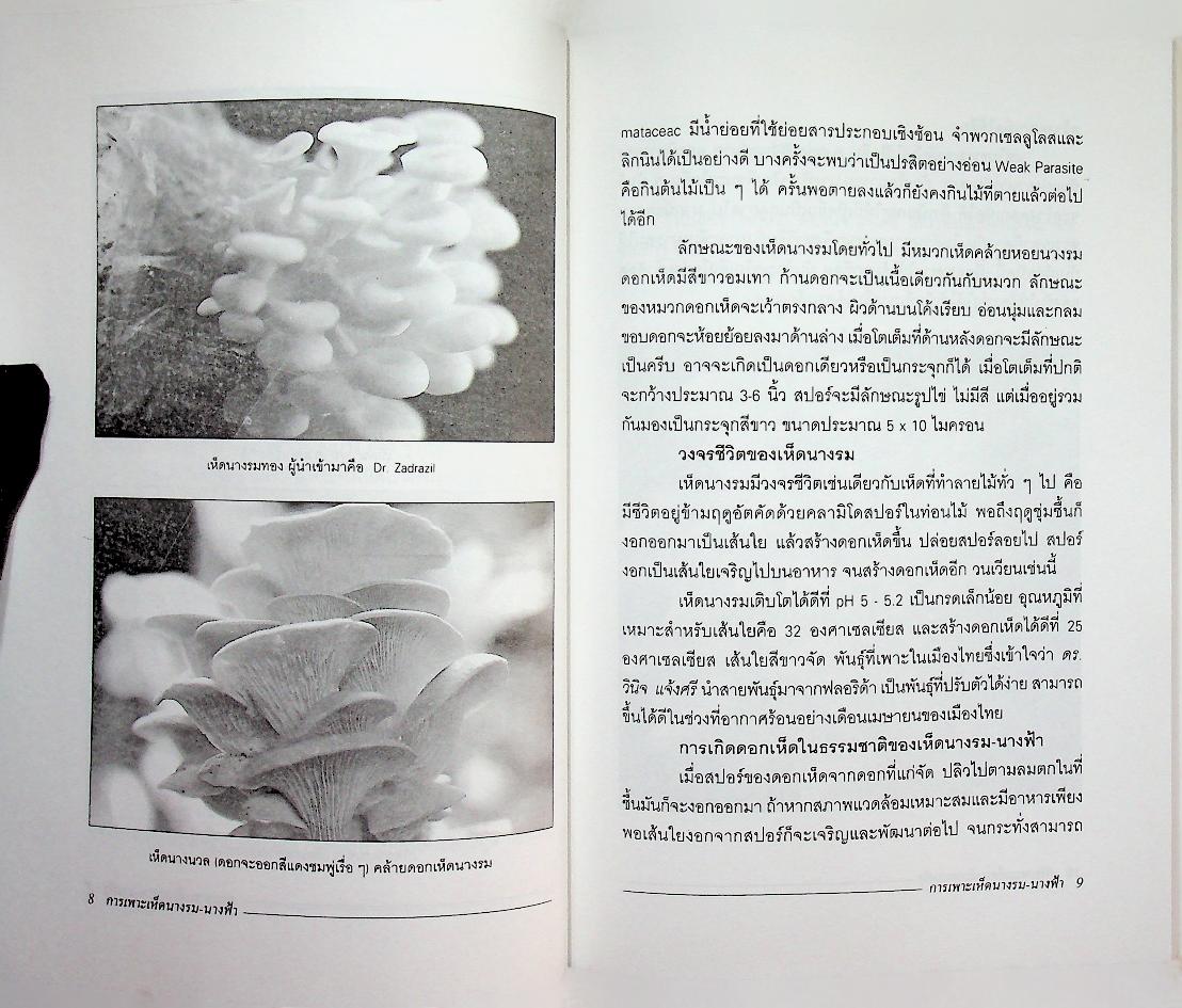 การเพาะเห็ดนางรม-นางฟ้า