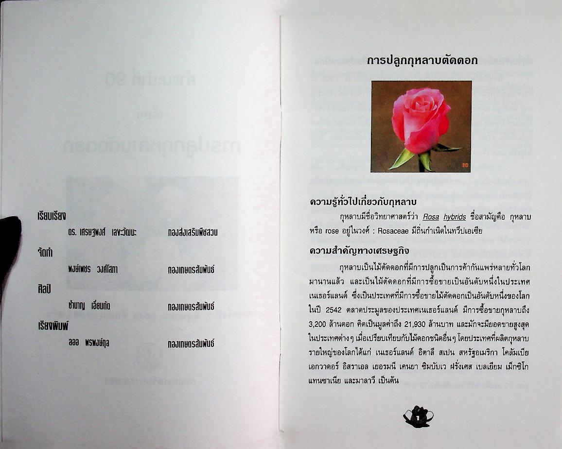 การปลูกกุหลาบ