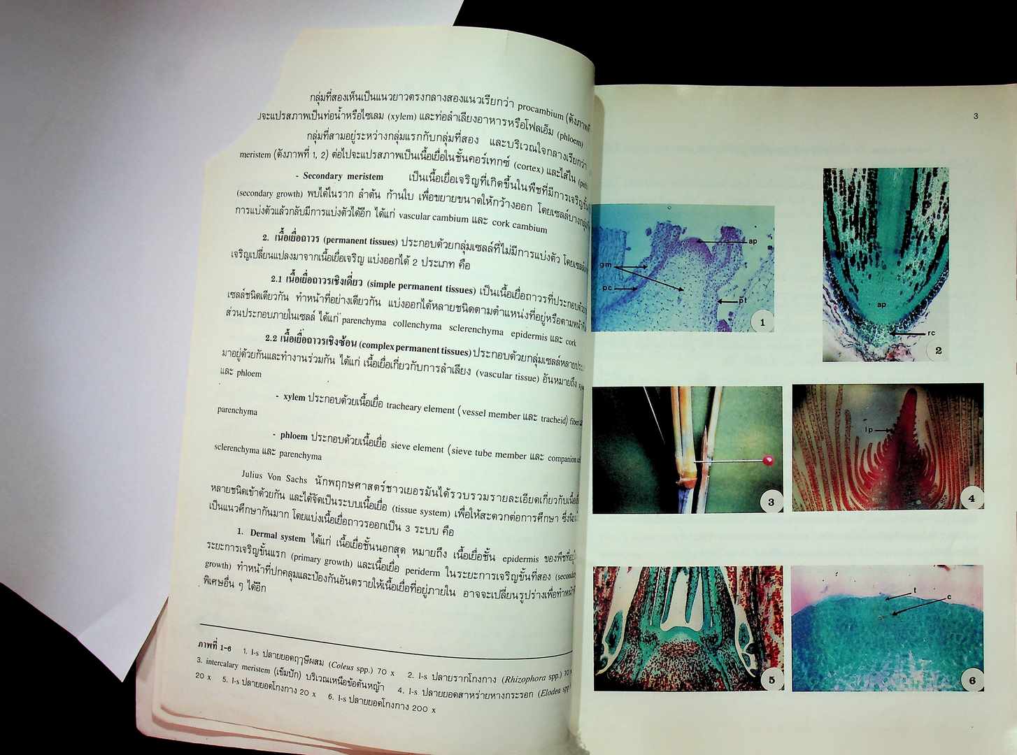 โครงสร้างภายในของพืช