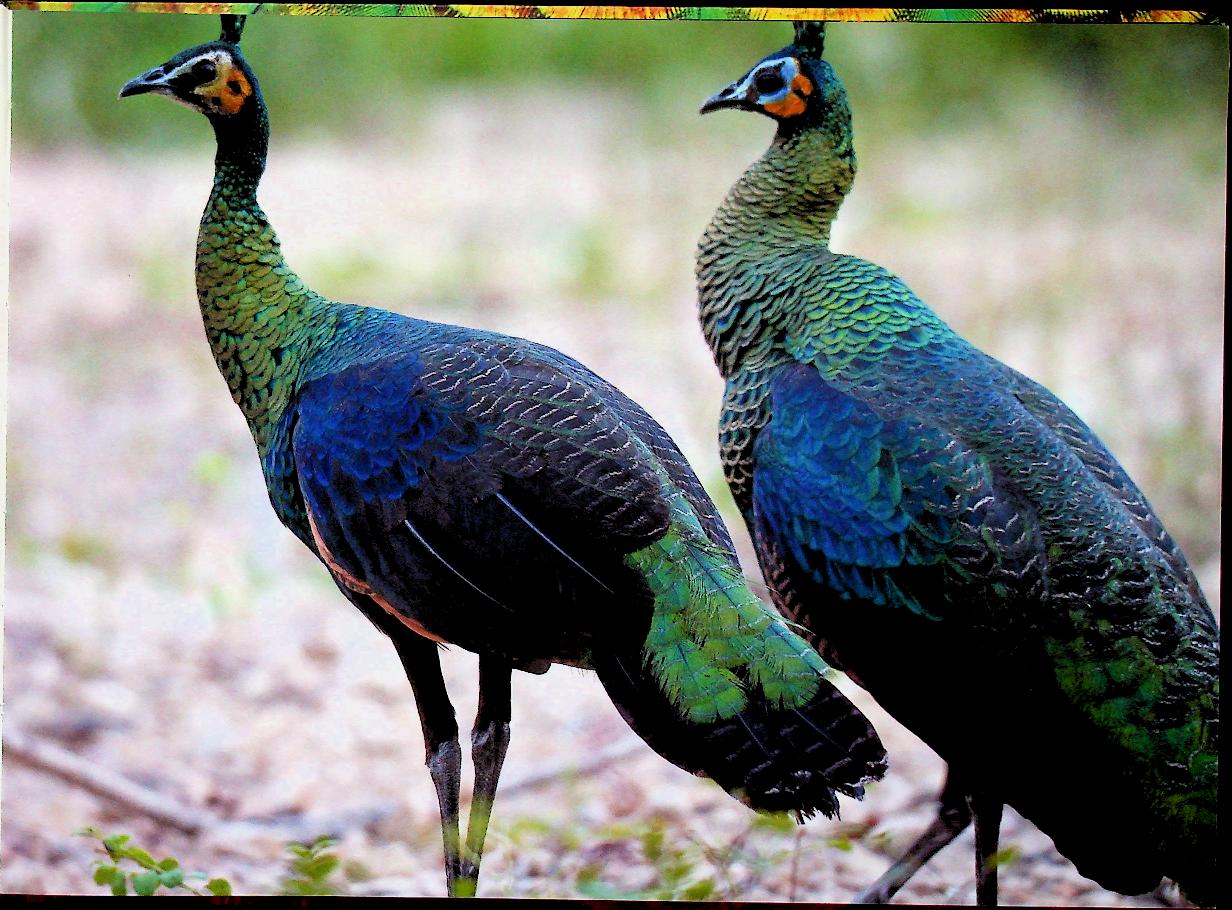 ฐานที่มั่นสุดท้ายนกยูงไทย