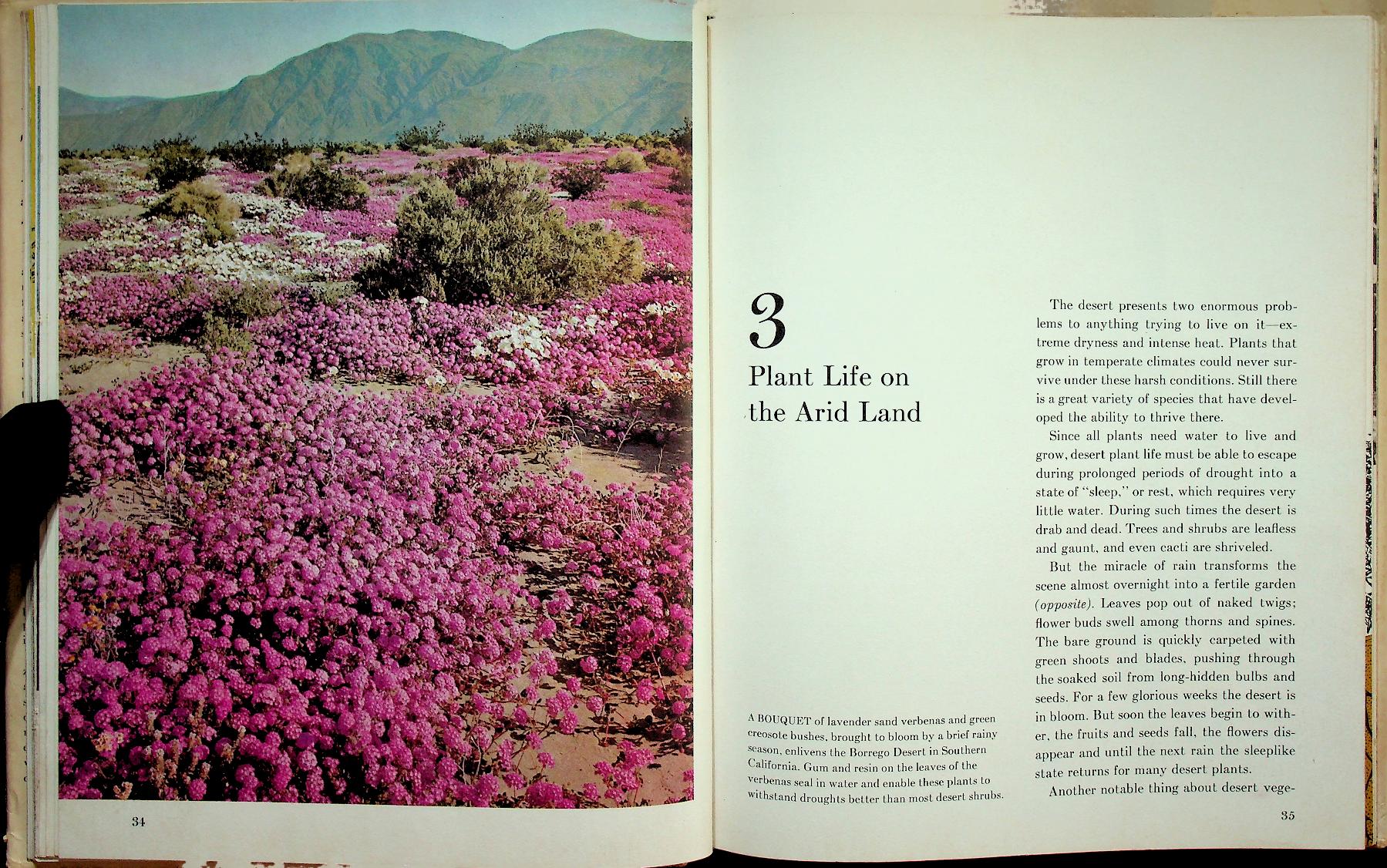 Young Readers Edition : THE DESERT