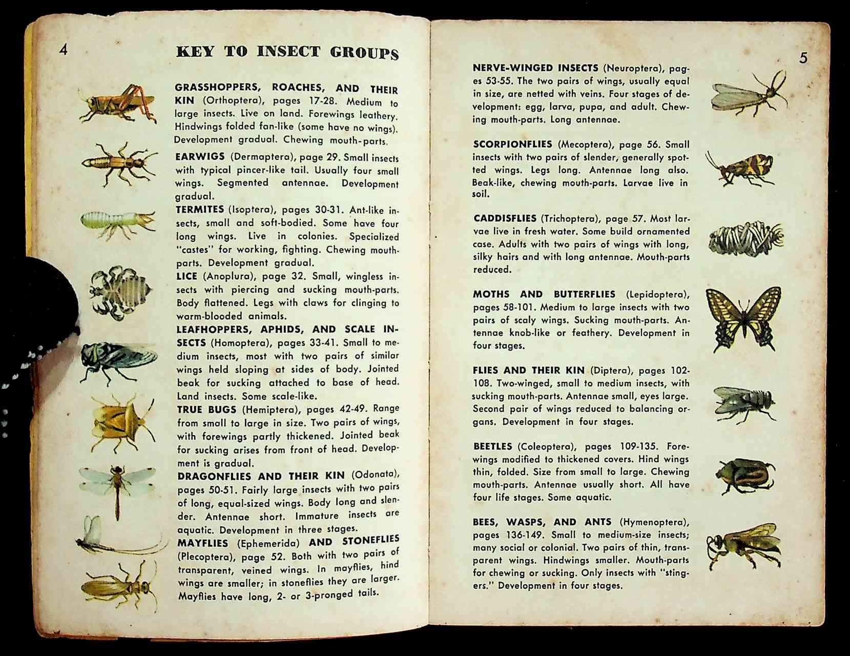 225 SPECIES IN FULL COLOR INSECTS A GUIDE TO FAMILIAR AMERICAN INSECTS