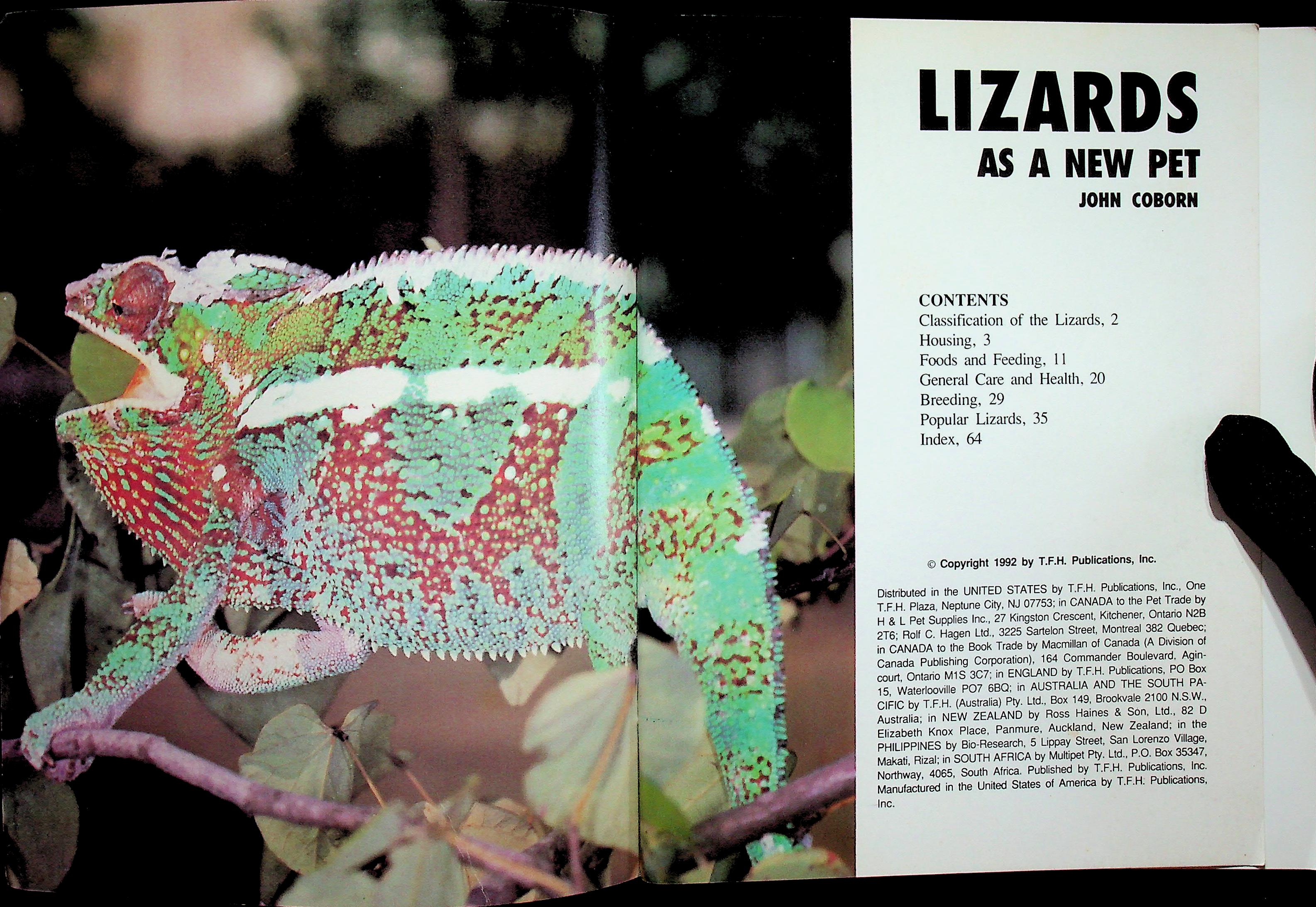 LIZARDS AS A NEW PET