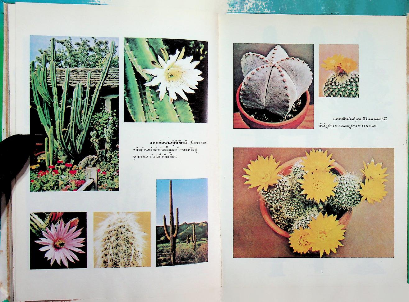ตำราปลูกเลี้ยงและขยายพันธุ์ แคคตัส และไม้ใบอวบ