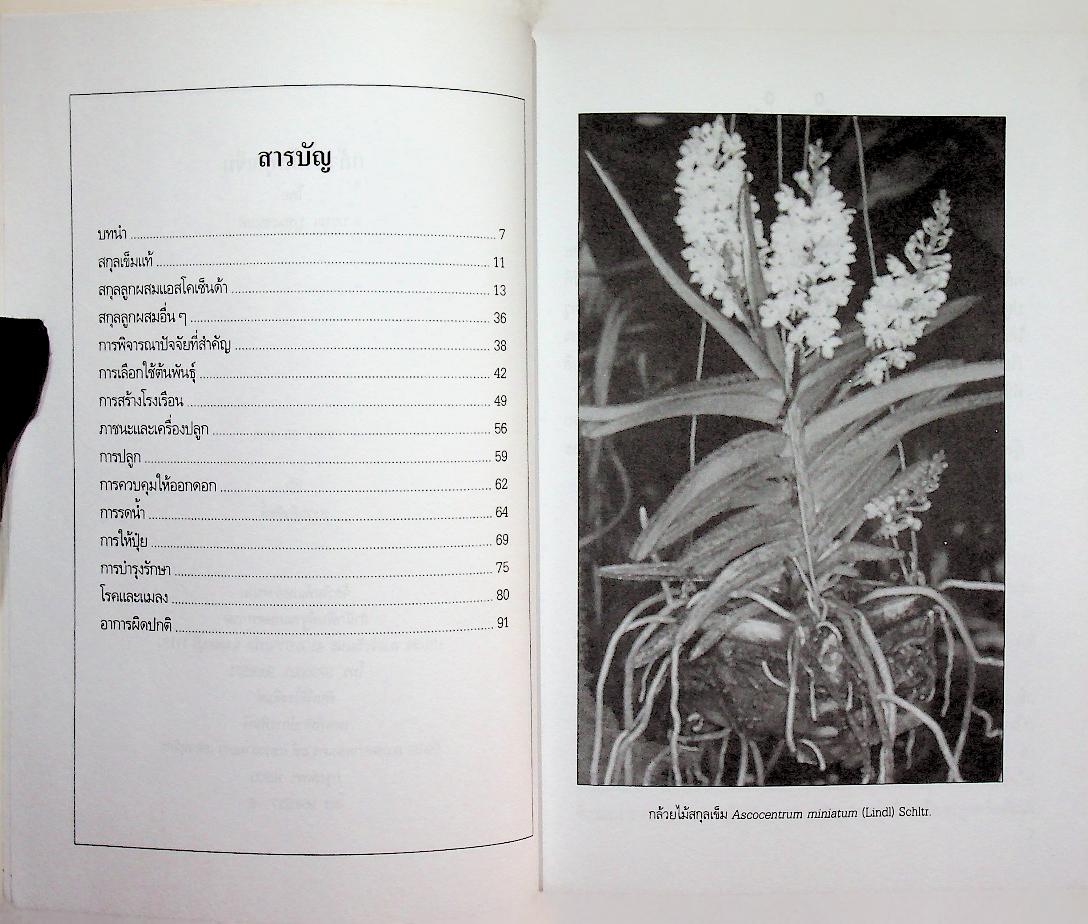 กล้วยไม้สกุลเข็ม