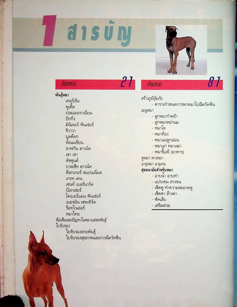 คู่มือคนรักหมา