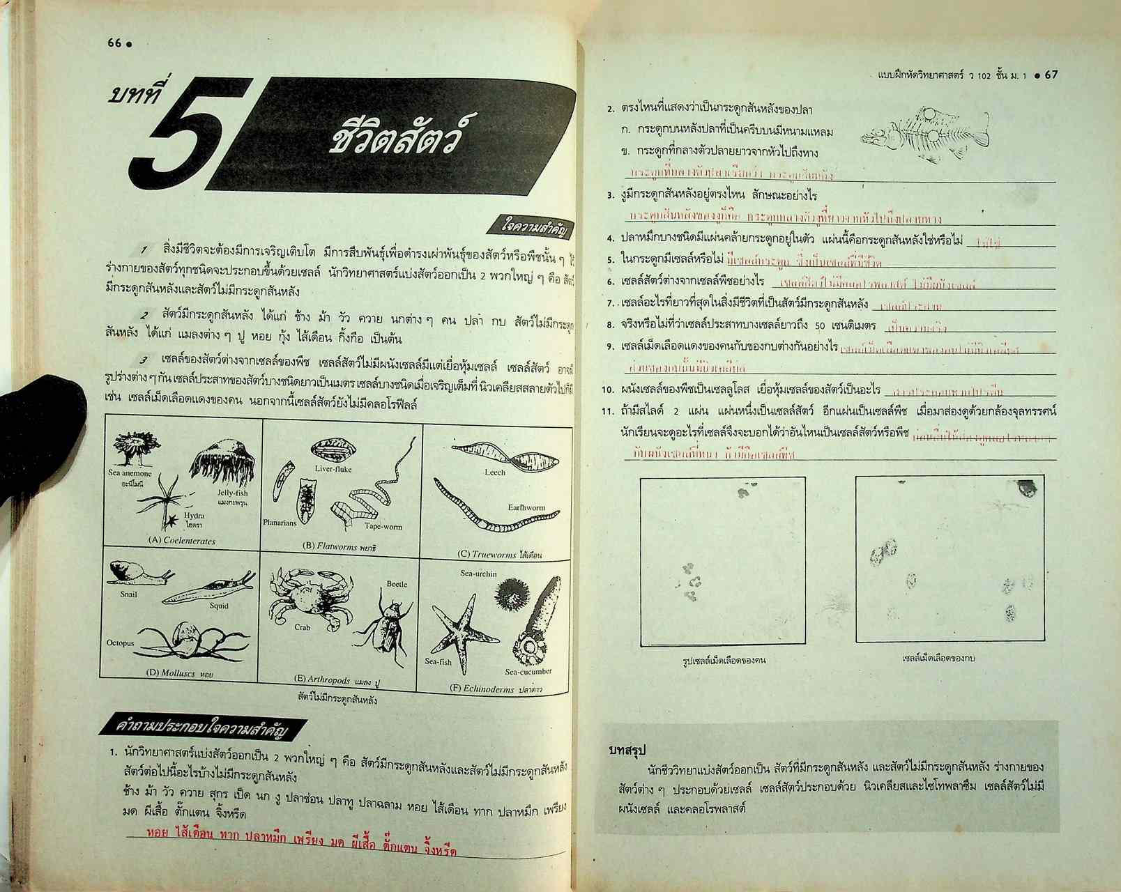 คู่มือครู-เฉลย แบบฝึกหัด วิทยาศาสตร์ ว 102 ชั้นมัธยมศึกษาปีที่ 1 ภาคเรียนที่ 2