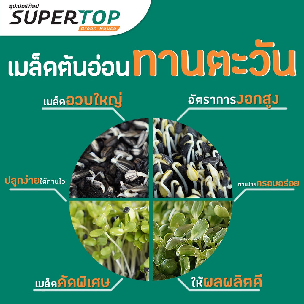 เมล็ดเพาะต้นอ่อน ทานตะวันลายไทย (Thai Sunflower Microgreen) SUPERTOP | ขนาด 1 KG.