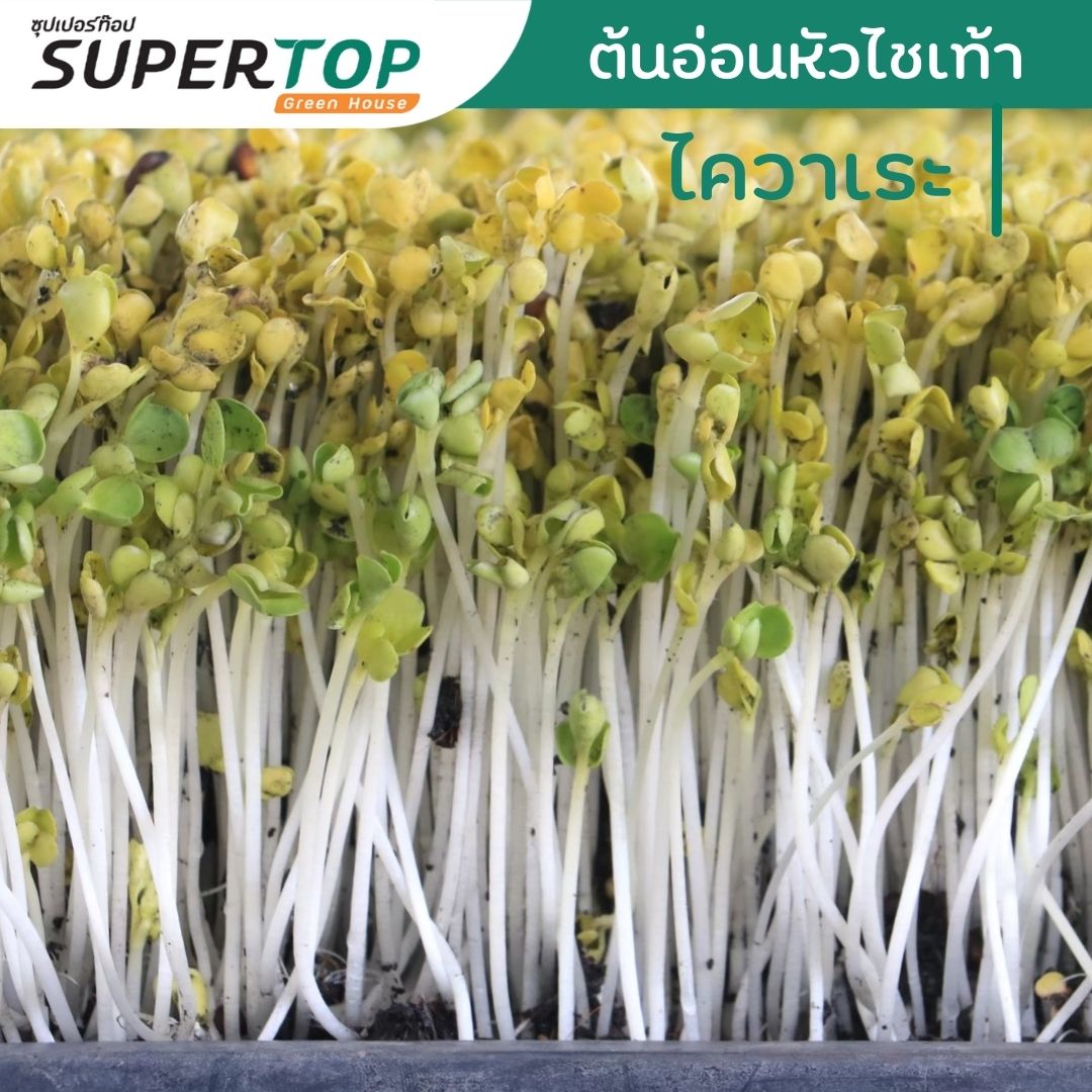 เมล็ดเพาะต้นอ่อน ไควาเระ (White Radish Microgreen) SUPERTOP ขนาด 1 KG.