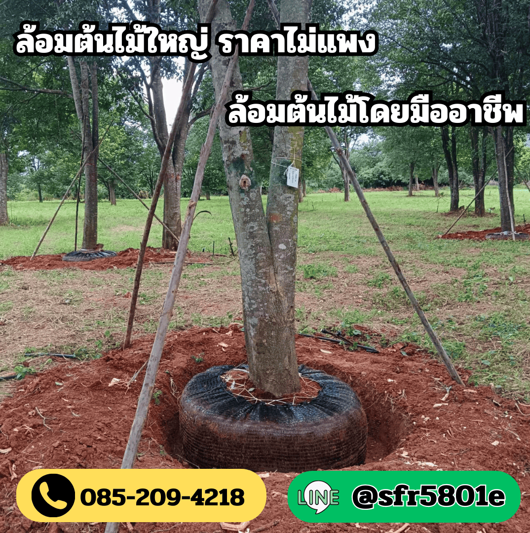 รับขุดย้ายต้นไม้ใหญ่