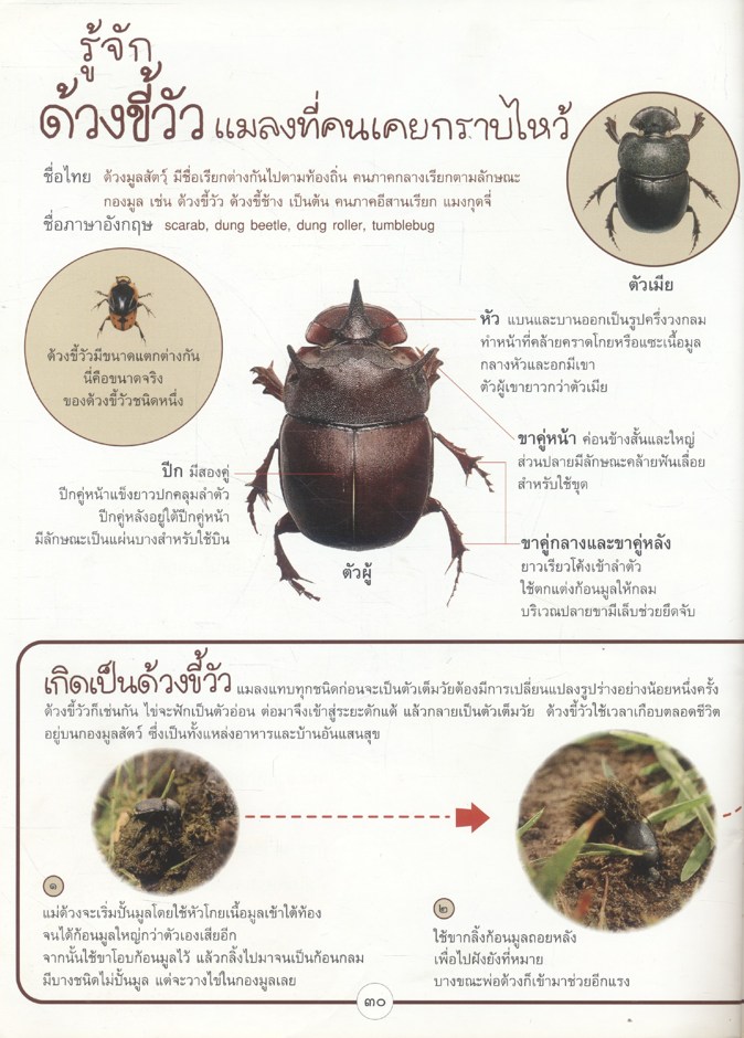 ด้วงขี้วัว แมลงที่คนเคยกราบไหว้