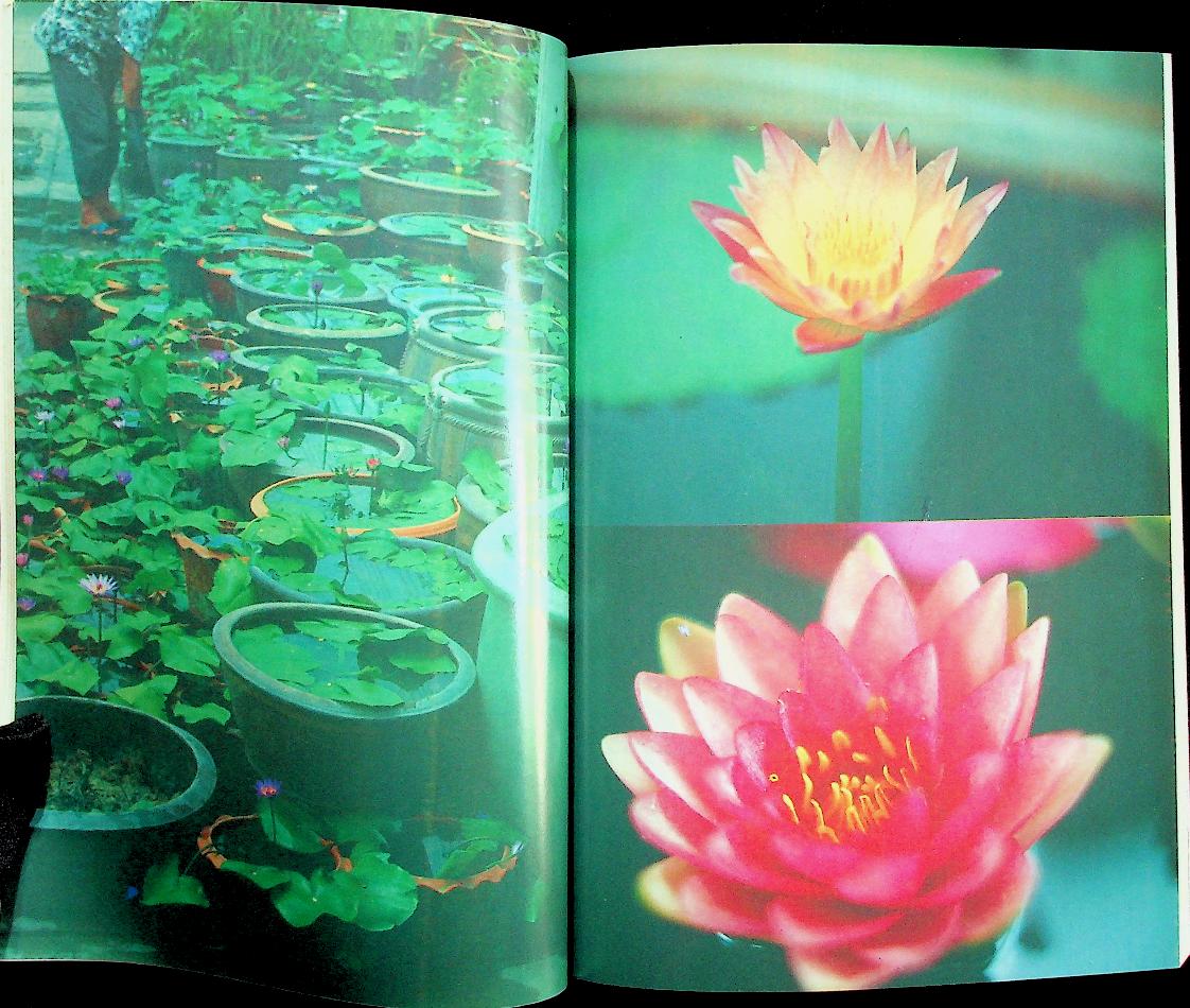 การปลูกบัว