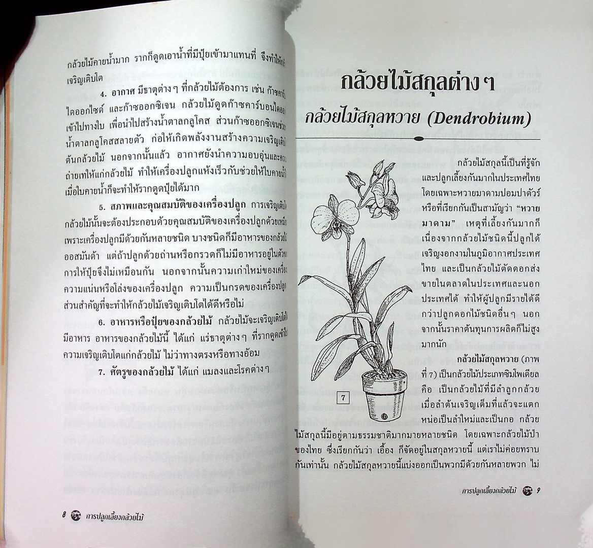 การปลูกเลี้ยง กล้วยไม้ สำหรับผู้แรกเริ่ม