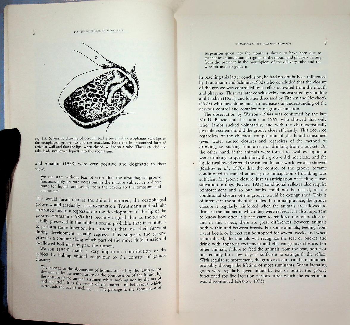 Protein Nutrition in Ruminants