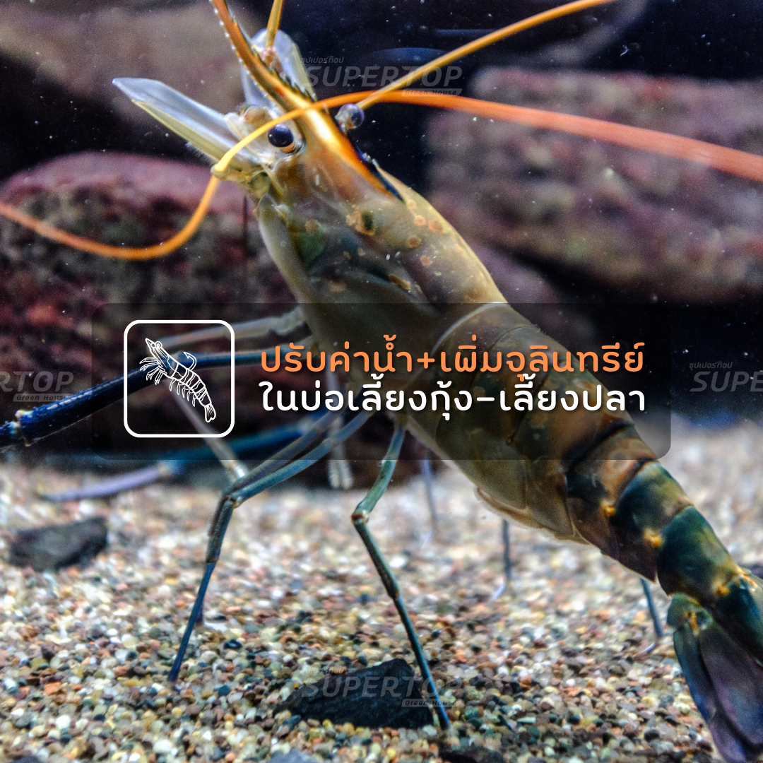 มูลไส้เดือน 1 KG. SUPERTOP | อุดมไปด้วยจุลินทรีย์ และธาตุอาหาร