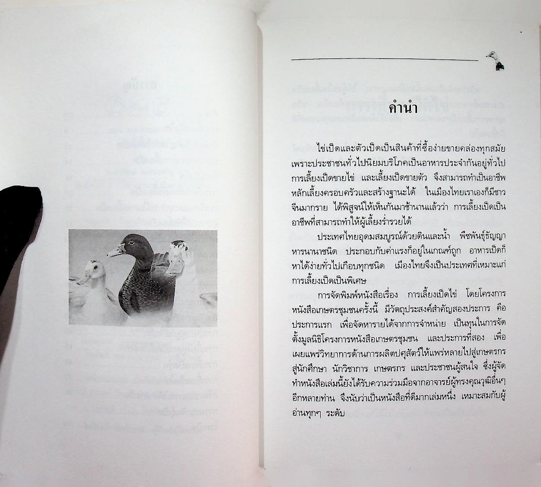 การเลี้ยงเป็ดไข่