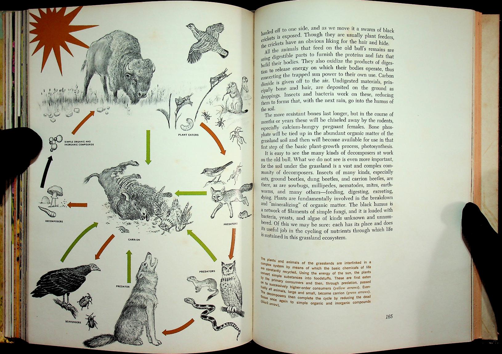 The Life of Prairies and Plains