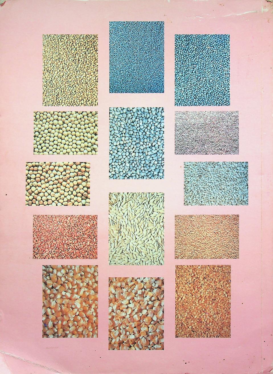 การผลิตเมล็ดพันธุ์ผัก