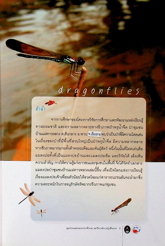 แมลงปอ ป่าชุมชนบ้านแม่คาวหลวง