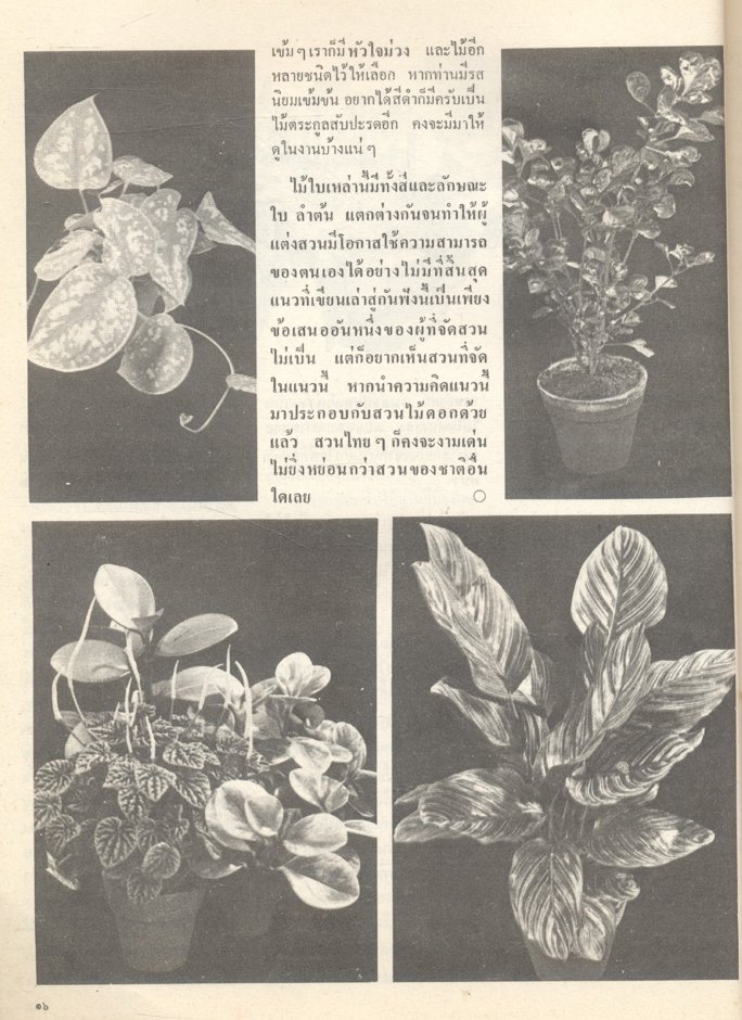 ไม้ประดับในประเทศไทย วารสารของสมาคมไม้ประดับแห่งประเทศไทย ฉบับพิเศษประจำปี 2522