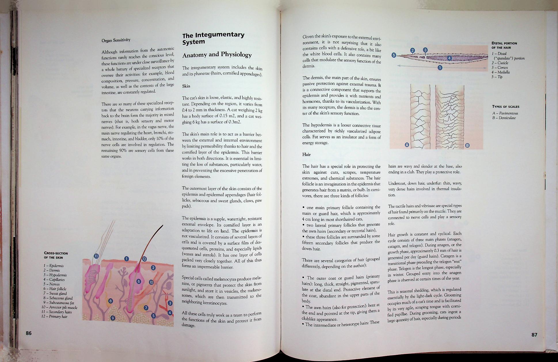 The Cat ENCYCLOPEDIA Volume 2