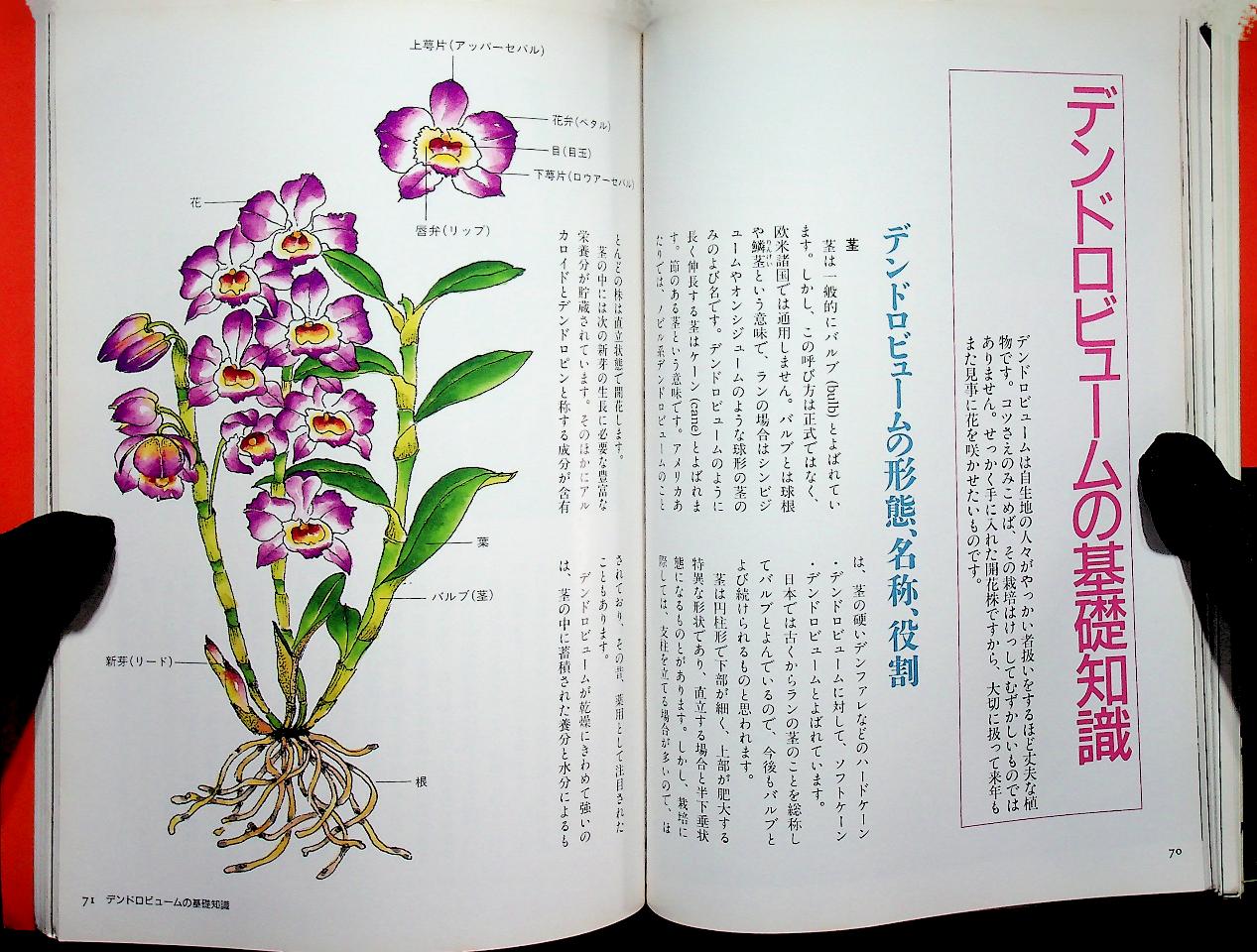 JOYFUL GREEN LIFE : Dendrobium (ดอกกล้วยไม้หวาย ฉบับภาษาญี่ปุ่น)