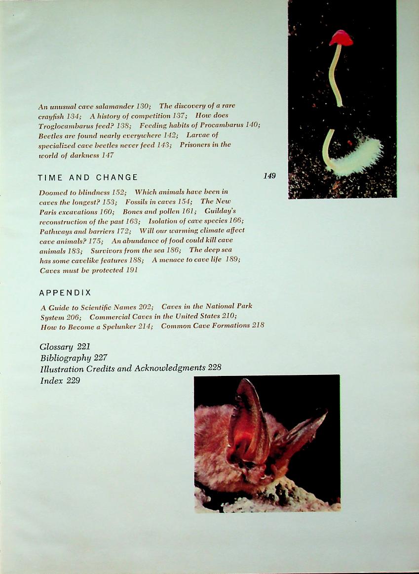 The Life of the Cave