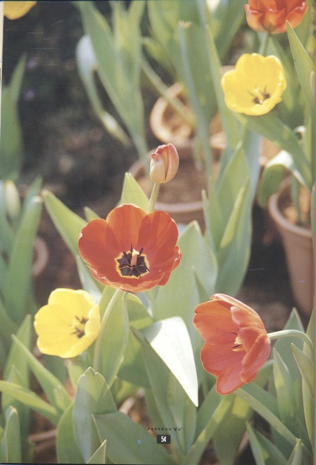 สลุงหลวง "พ่อ" หนังสือที่ระลึกเนื่องในมหามงคลวโรกาสฉลองสิริราชสมบัติครบ ๕๐ ปี และสมโภชเชียงใหม่ ๗๐๐ ปี