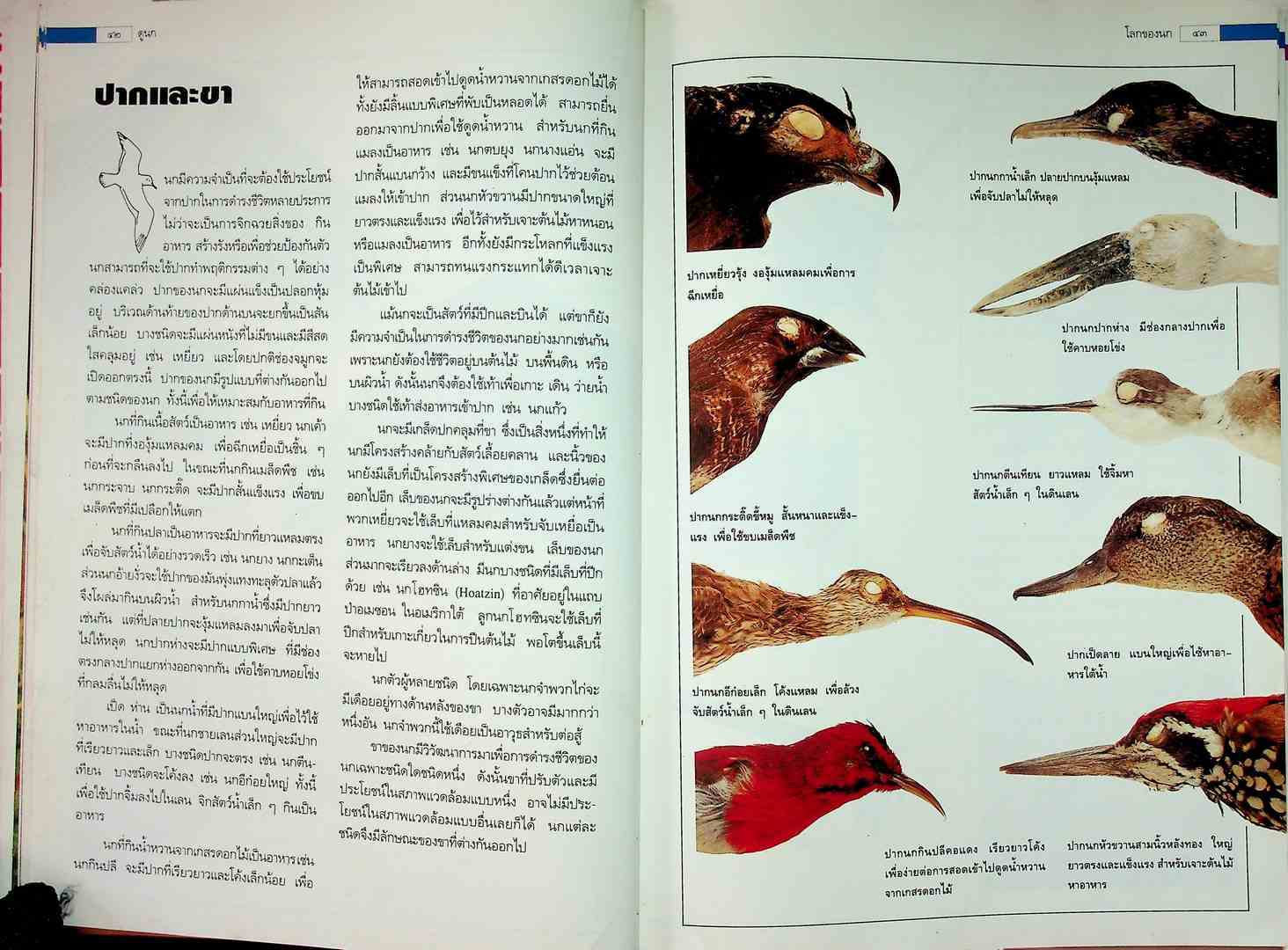 ดูนก รวมความรู้เรื่องนก และคู่มือสำหรับผู้สนใจดูนก