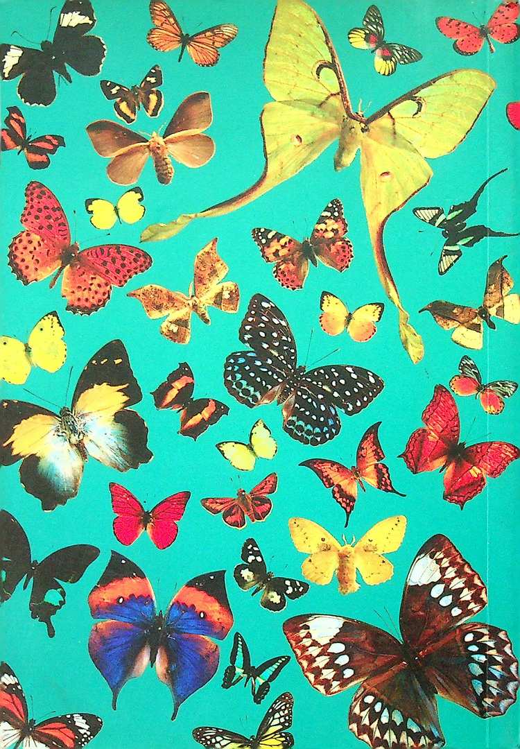 ผีเสื้อ พิพิธภัณฑ์แมลง ภาควิชากีฎวิทยา คณะเกษตร มหาวิทยาลัยเกษตรศาสตร์