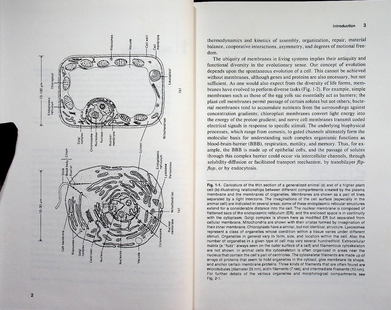 INTRODUCTION TO BIOLOGICAL MEMBRANES