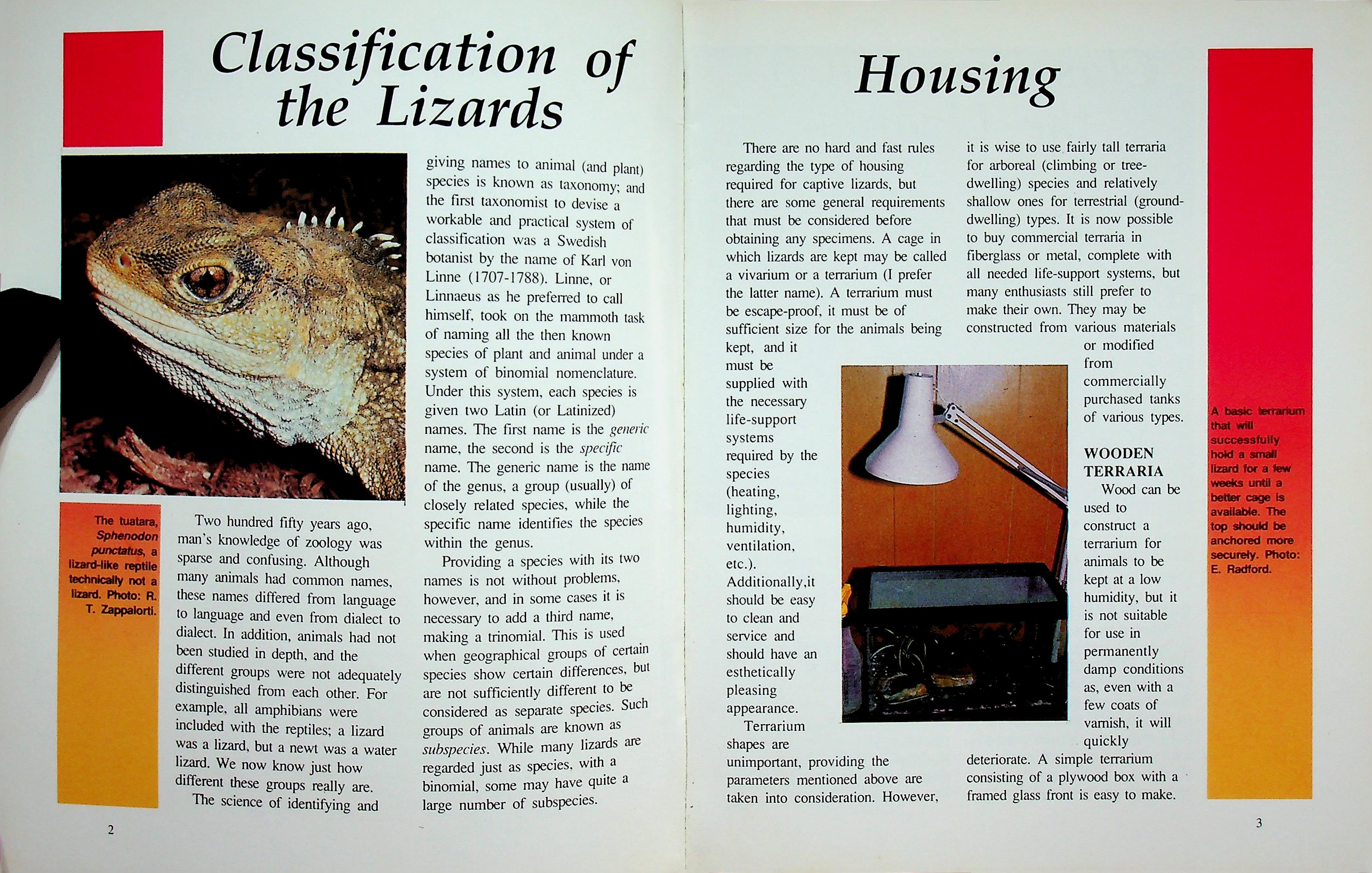 LIZARDS AS A NEW PET