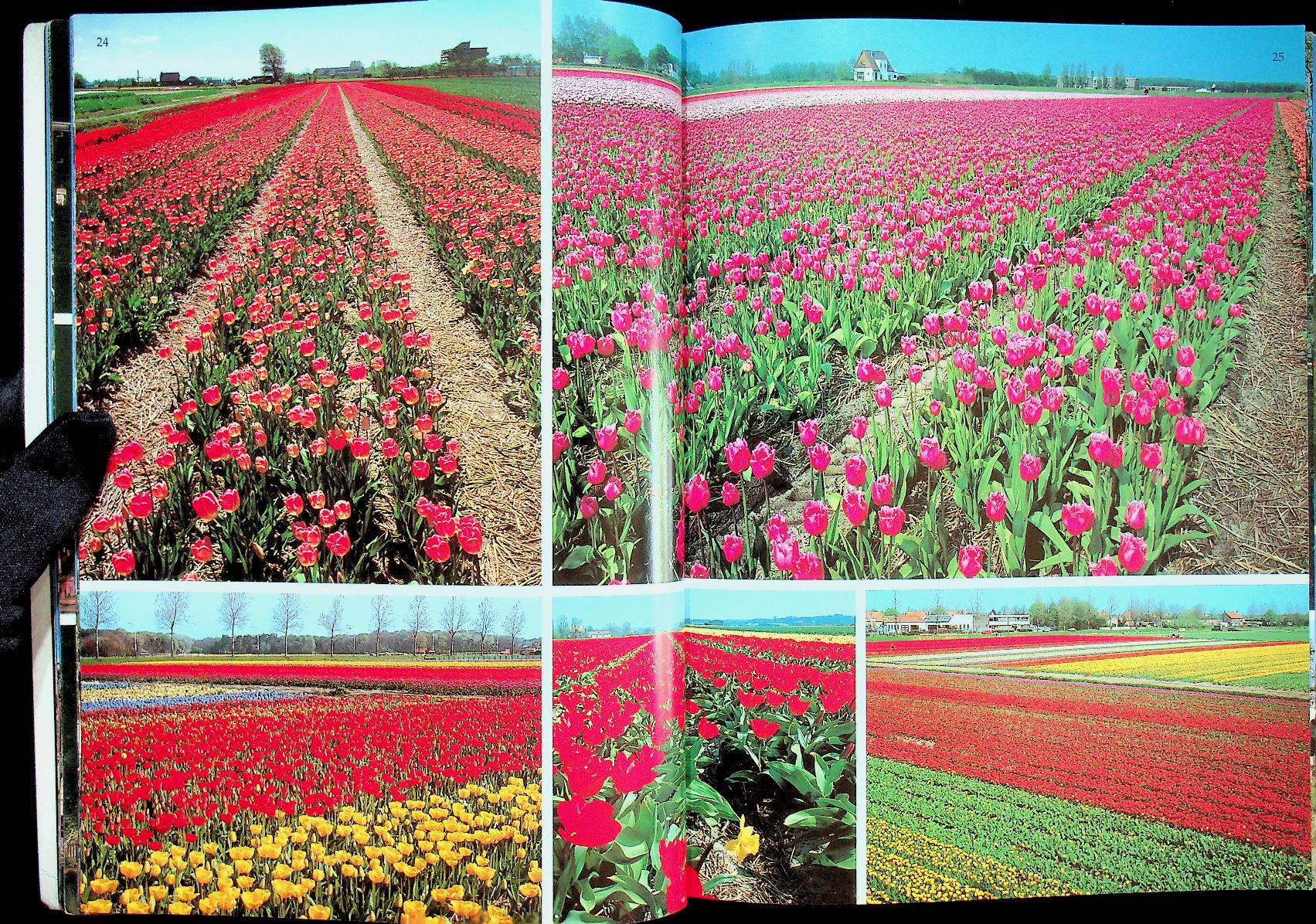 Holland (ฉบับภาษาดัตช์)