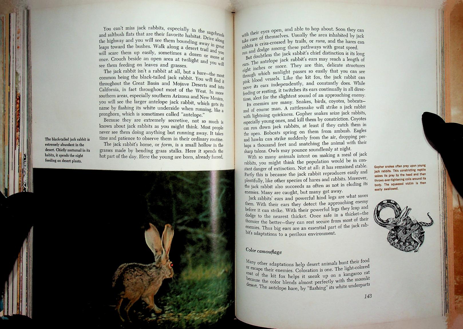 The Life of the Desert