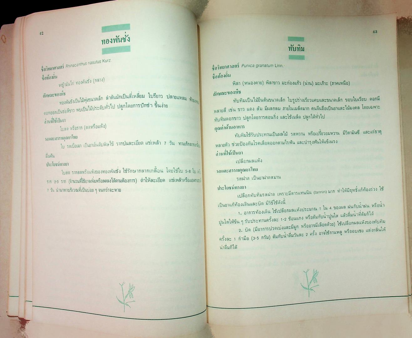 สมุนไพรใกล้ตัว