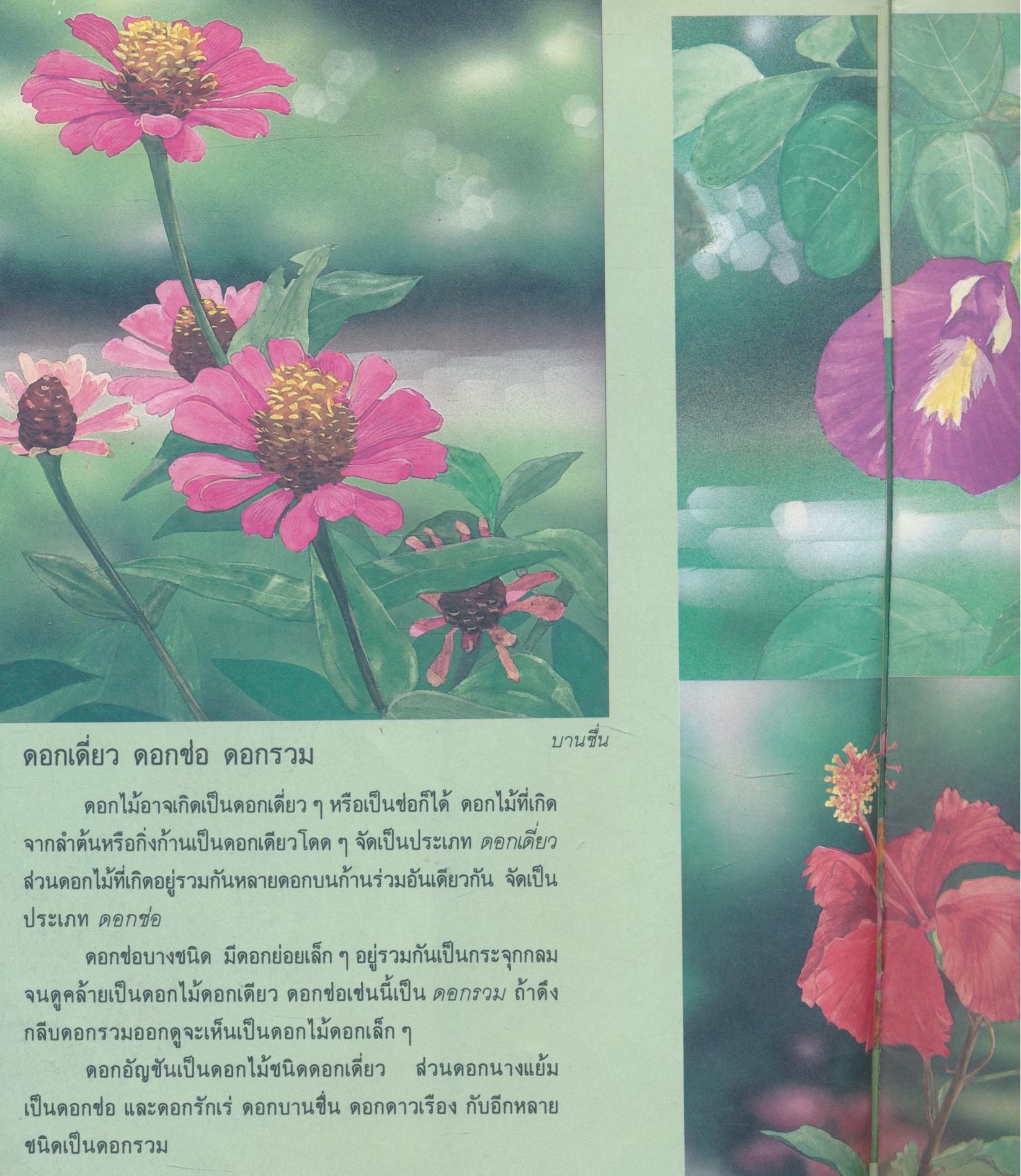 ดอกเอ๋ยดอกไม้