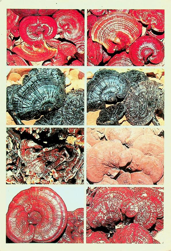 เห็ดหลิงจือ เห็ดมหัศจรรย์ ผู้ปราบโรคแห่งยุคโลกาภิวัตน์ เพื่อปลดปล่อยความทุกข์แห่งมนุษยชาติ