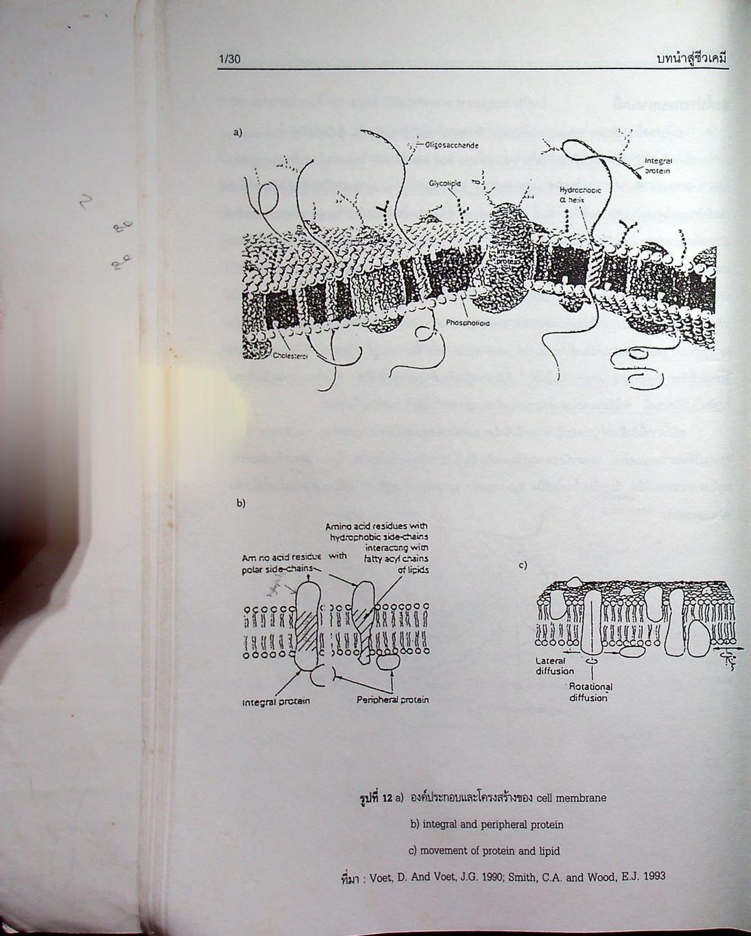 คู่มือการสอนชีวเคมี เล่ม 1 Biochemistry Part I