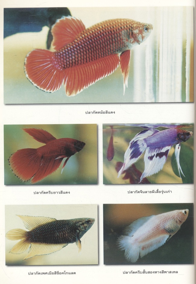 คู่มือสัตว์เลี้ยงสวยงามร่วมสมัย ชุดที่ 2 ปลากัด