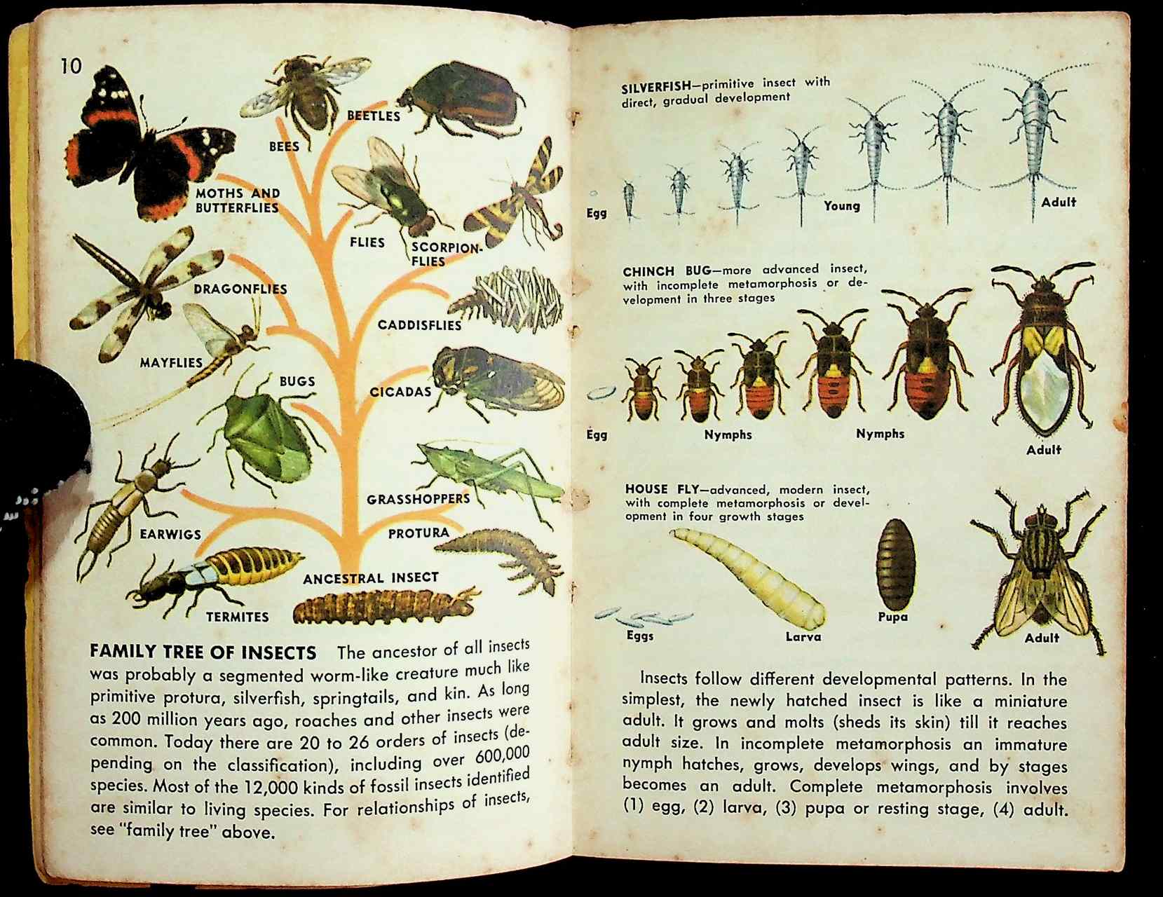 225 SPECIES IN FULL COLOR INSECTS A GUIDE TO FAMILIAR AMERICAN INSECTS