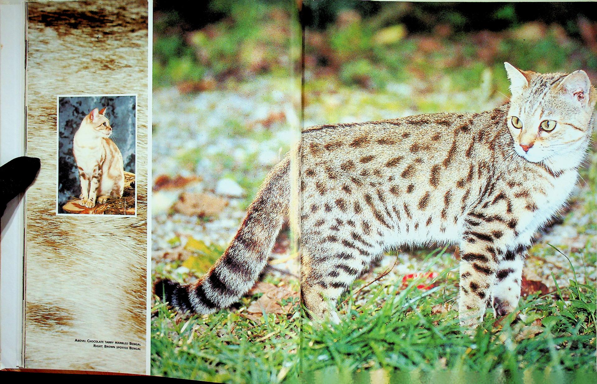 The Cat ENCYCLOPEDIA Volume 2