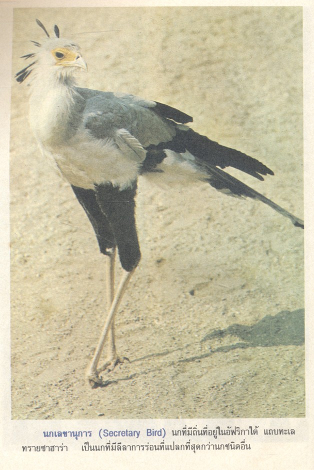 หนังสือภาพความรู้ เรื่อง นก โดย ตัณติมา ประภาวิชัย