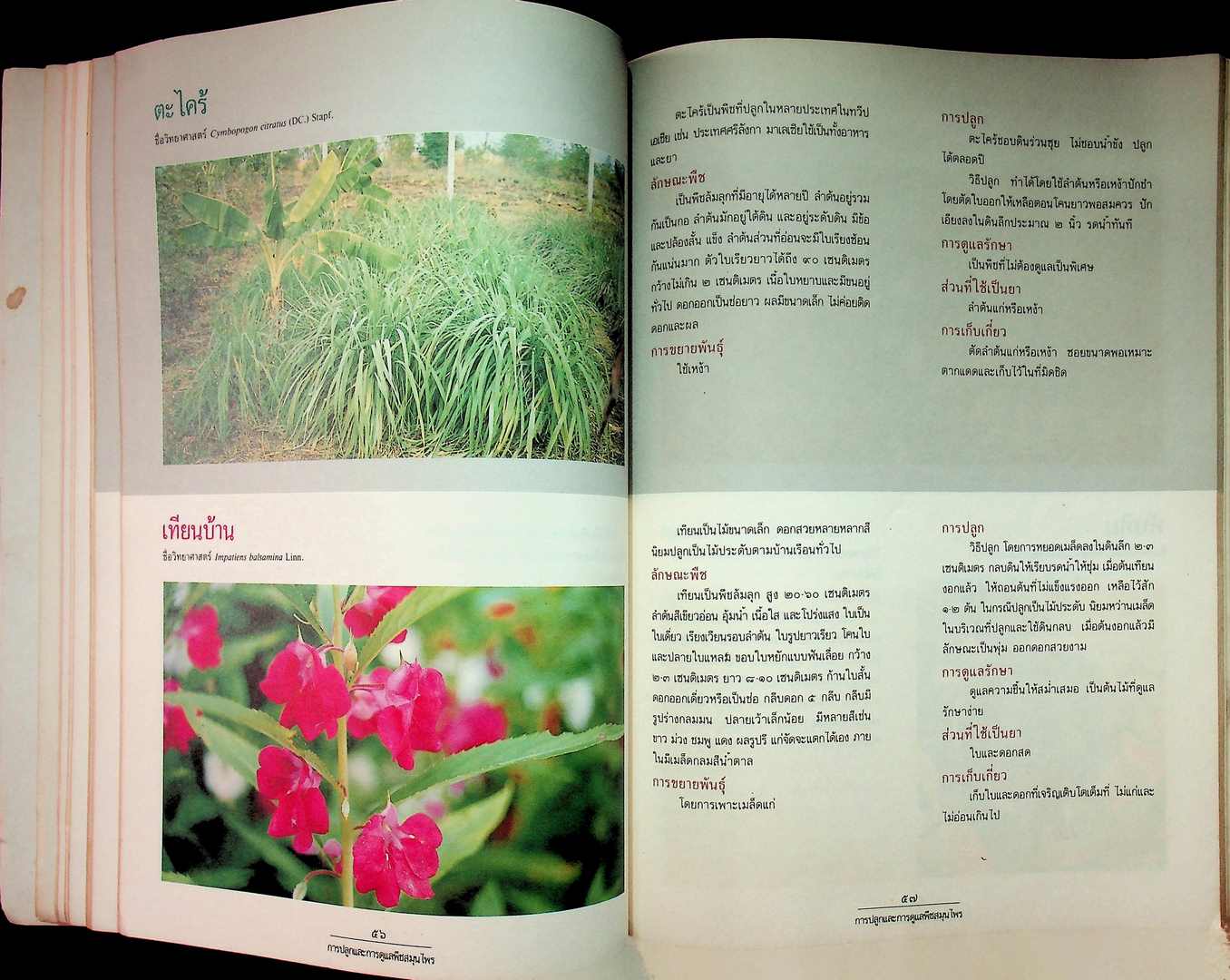 การปลูกและการดูแลพืชสนุนไพร